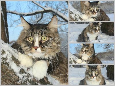 Котяра..jpg