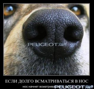 peugeot-club.net - demotivator113.jpg
