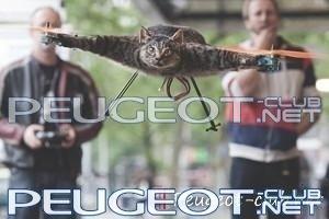 peugeot-club.net - cat.jpg