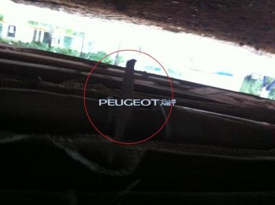 [Peugeot-Club.net] - 1.jpg