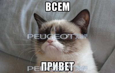 кот привет.jpg