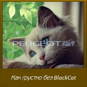 кот.jpg