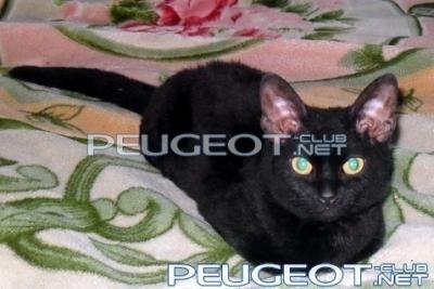 [Peugeot-Club.net] - SDC19713 - копия.jpg