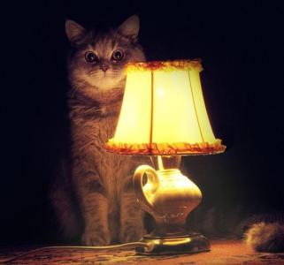 Кот.jpg