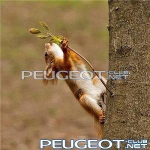 [Peugeot-Club.net] - 220075_image_large.jpg