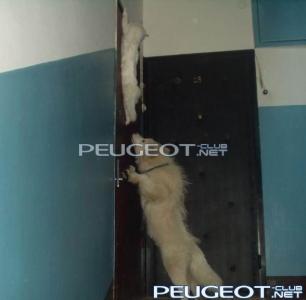 [Peugeot-Club.net] - ae9dbeeb79ee.jpg