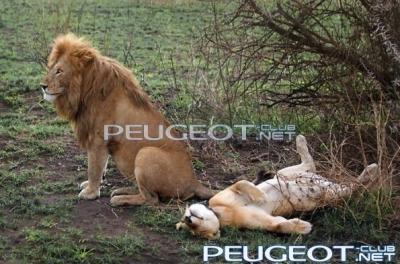 [Peugeot-Club.net] - Запись_6.jpg
