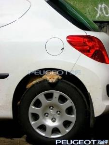 [Peugeot-Club.net] - 82511646.jpg