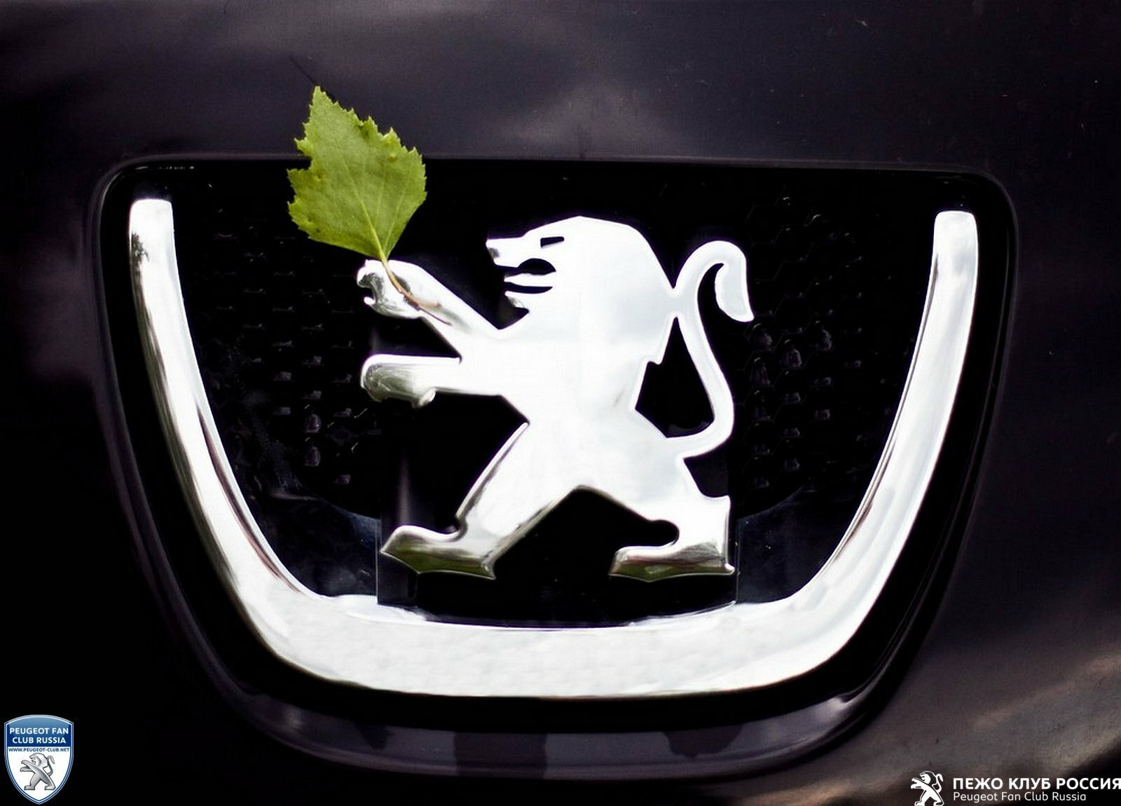 lion with leaf.jpg